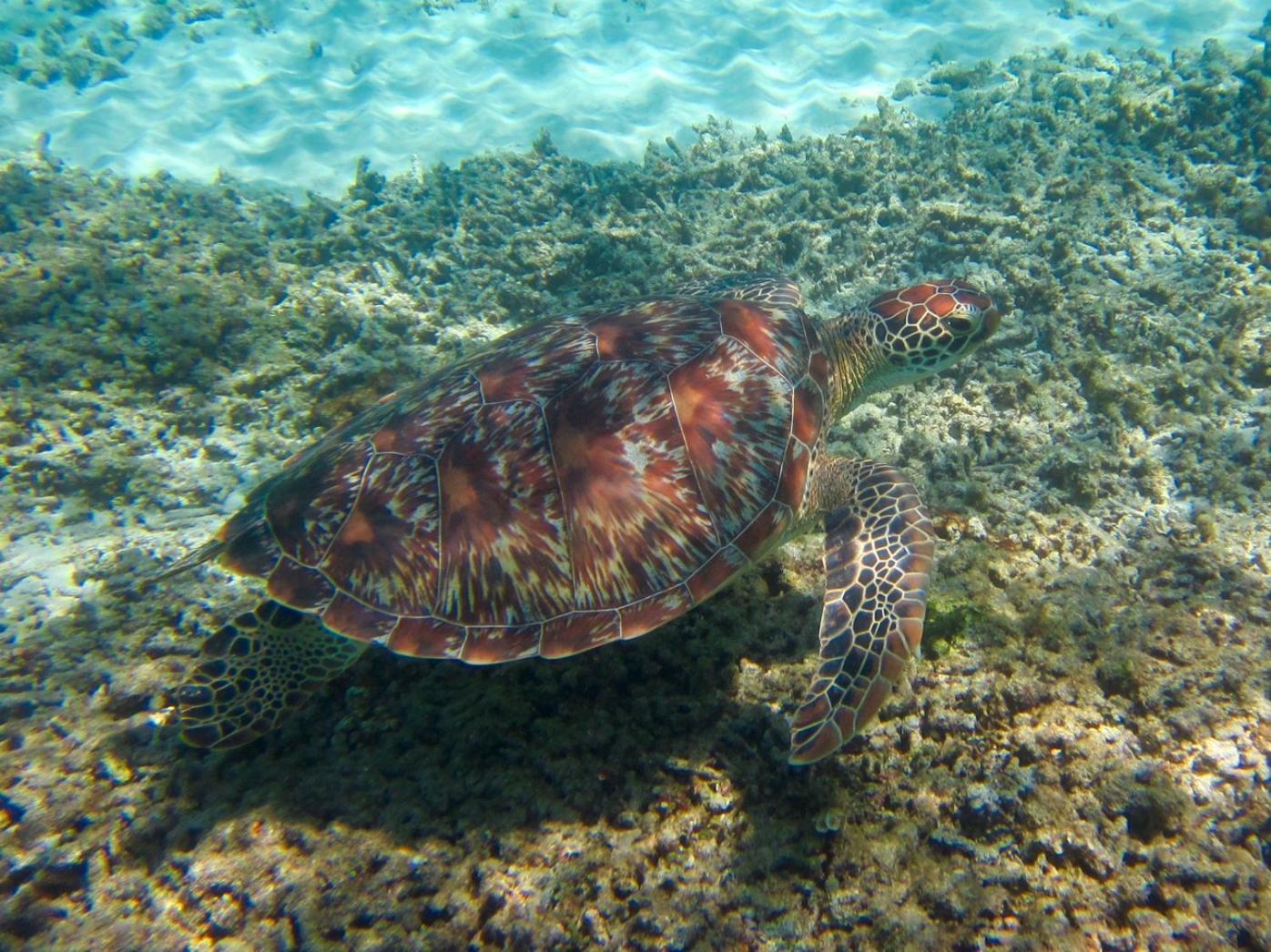 Pantai Karang Gili Trawangan