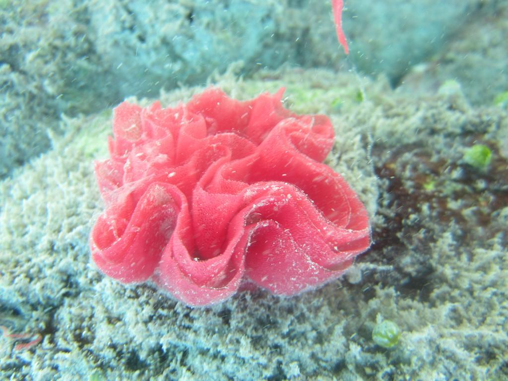 Pantai Karang Gili Trawangan